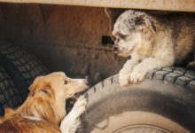 Photo of Køb hundetilbehør online – nemt og hurtigt