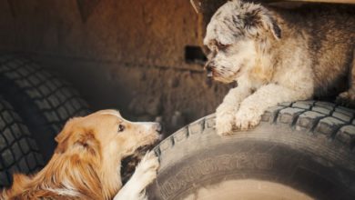 Photo of Køb hundetilbehør online – nemt og hurtigt