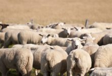 Photo of Lokale autentiske retter med masser af sjæl