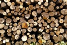 Photo of Naturlige luftrensere optimerer dit indeklima