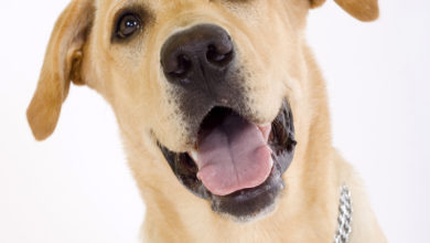Photo of Hundetilbehør tilpasset din hunds race giver bedre leg for både hund og ejer.