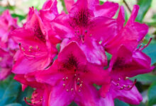 Photo of Organisk Gødning til Rhododendron: Naturlig Pleje til Smukke Blomster