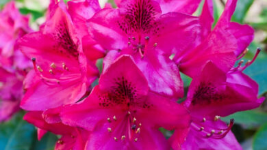 Photo of Organisk Gødning til Rhododendron: Naturlig Pleje til Smukke Blomster